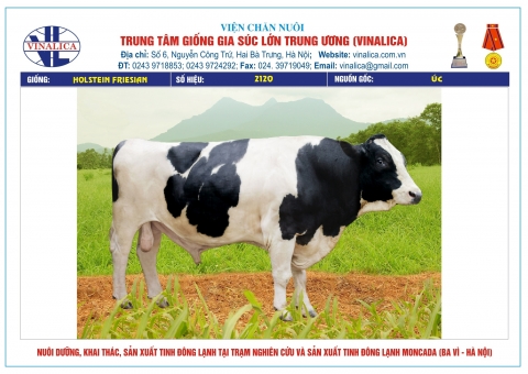 Tinh bò sữa - Trung Tâm Giống Gia Súc Lớn Trung ương
